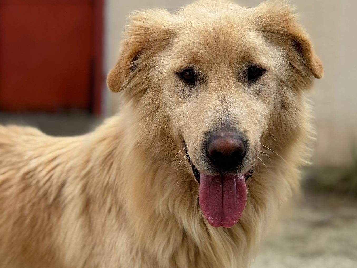 Adotta un cane, taglia media, femmina, Varese