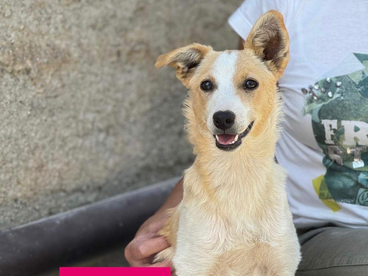 Adozione cane, femmina, Razza sconosciuta Razza sconosciuta, 7 mesi, taglia piccola, Catanzaro