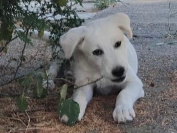 Adotta un cane, femmina, 4 mesi, Enna