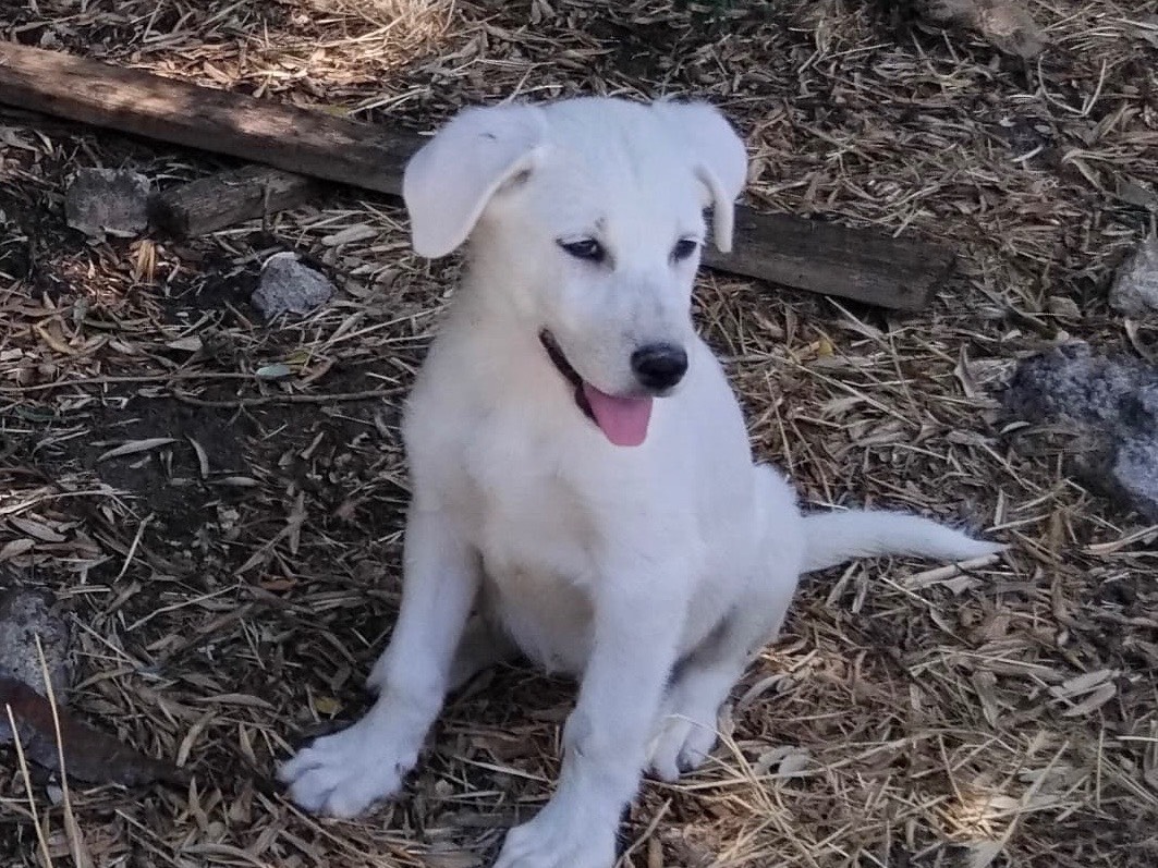 Adozione cane, femmina, Razza sconosciuta Razza sconosciuta, 4 mesi, taglia media, Enna