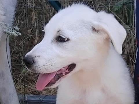 Adotta il cane VALENTINA a Enna