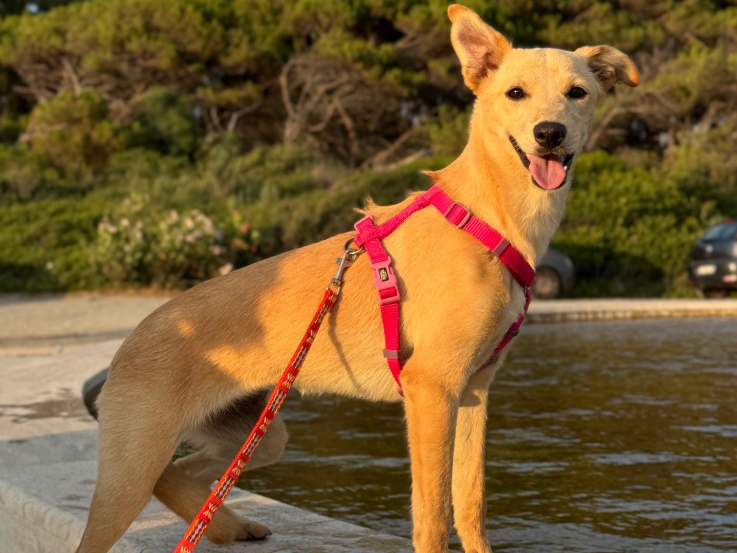 Adozione cane, femmina, Razza sconosciuta Razza sconosciuta, 7 mesi, taglia piccola, Catanzaro