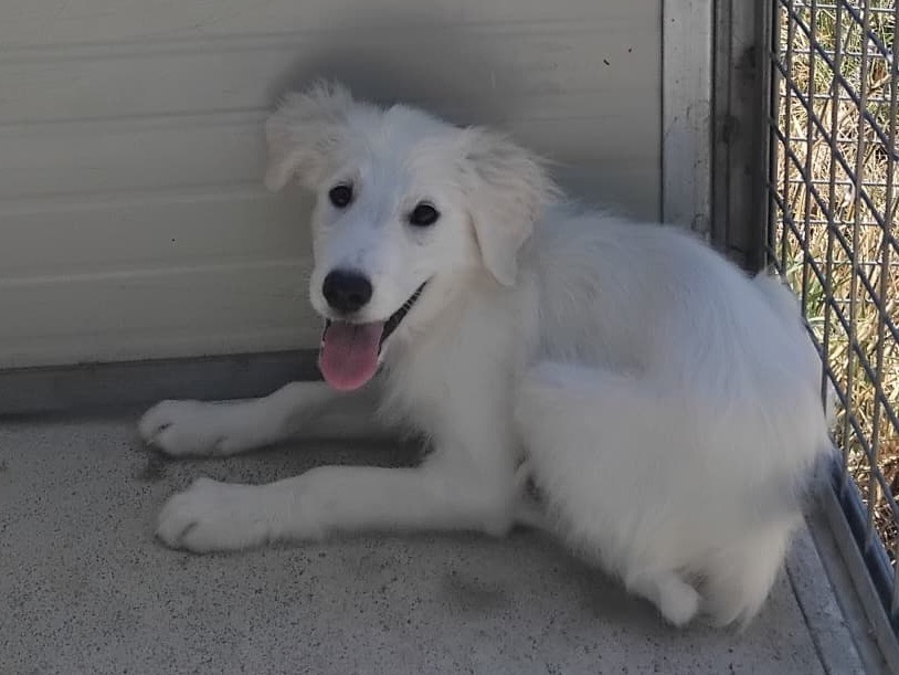 Vuoi adottare un cane a Enna?