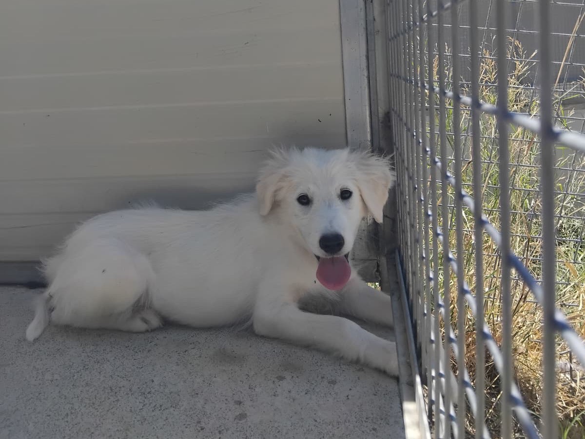 Adotta un cane, maschio, 3 mesi, Enna