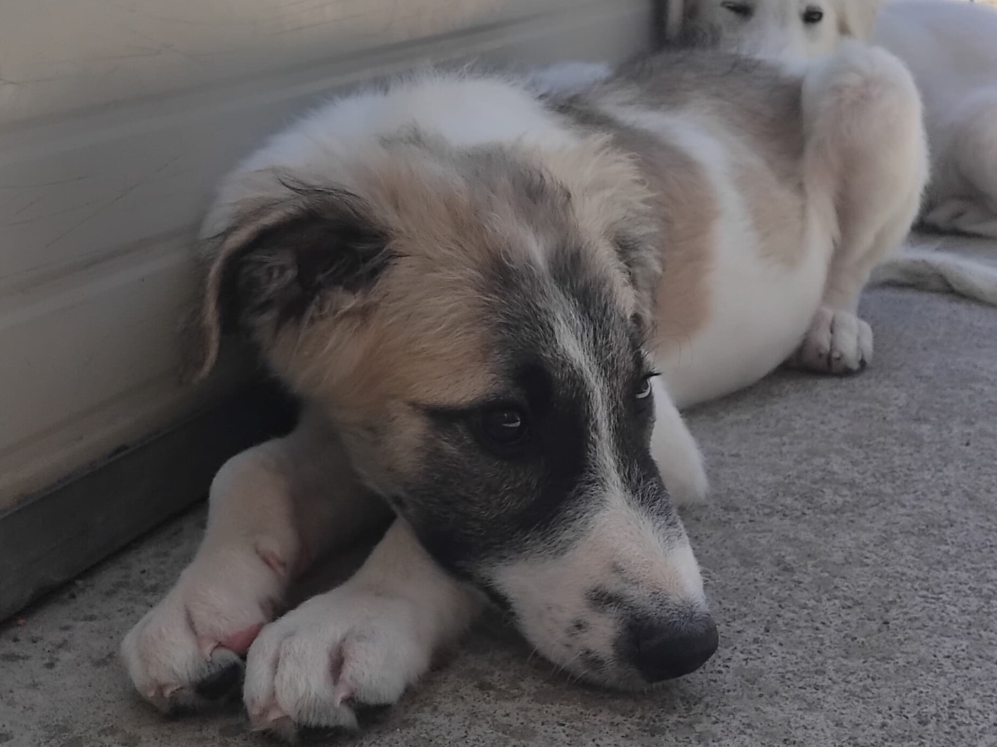 Adotta un cane, taglia media, maschio, Enna