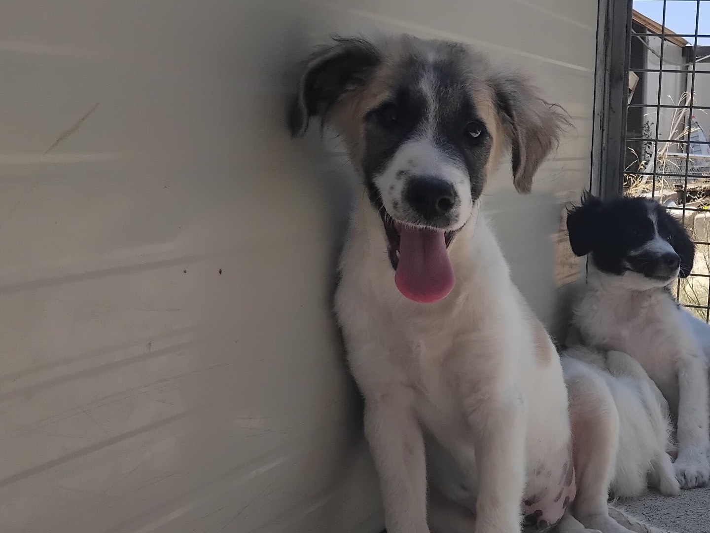 Adotta il cane COCO a Enna