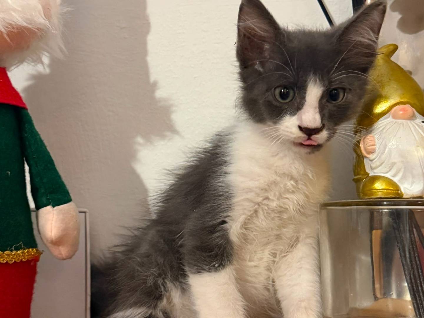 Adozione gatto, maschio, Razza sconosciuta Razza sconosciuta, 3 mesi, taglia non valida, Bari