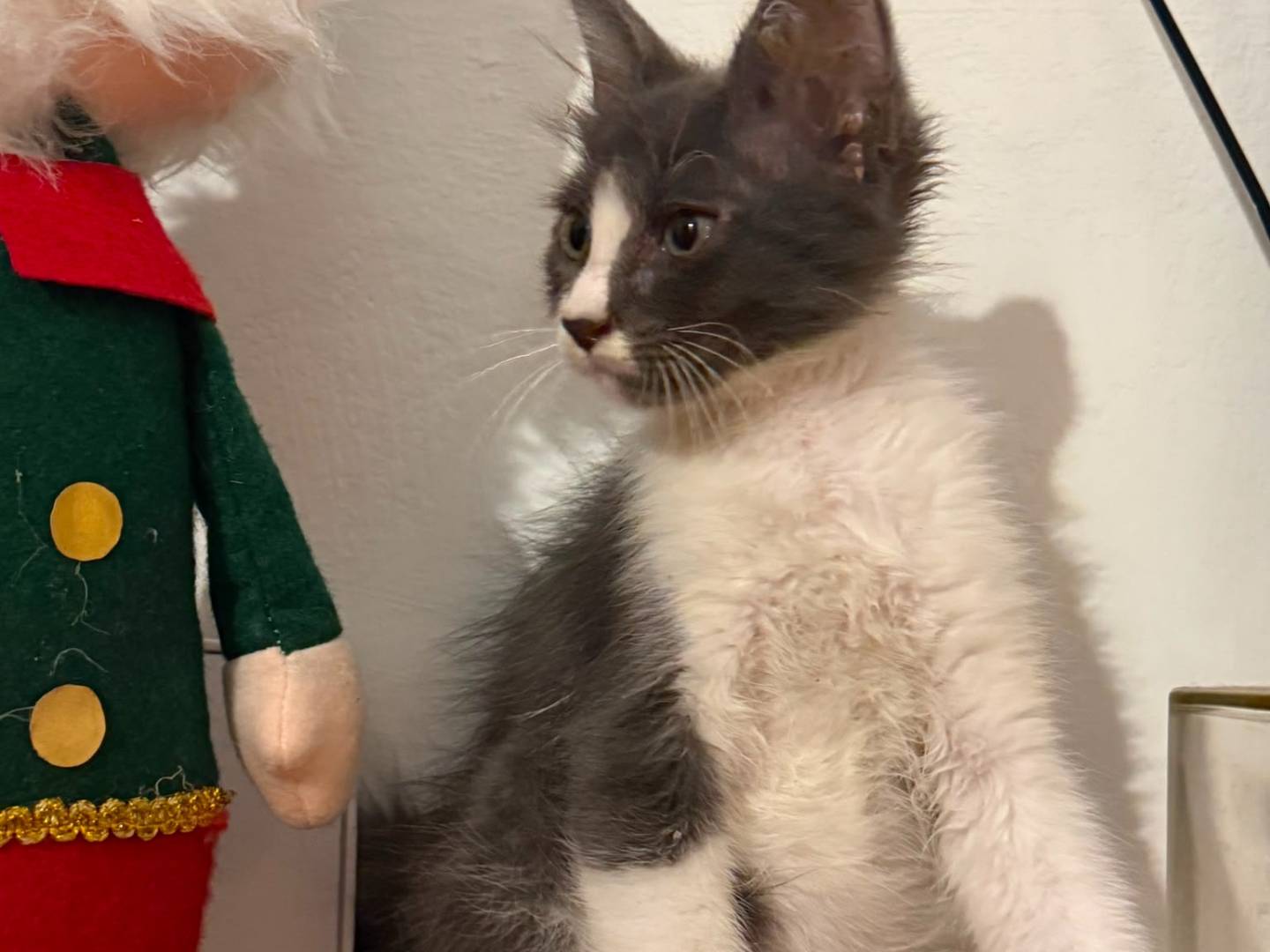 Adotta un gatto, maschio, 3 mesi, Bari