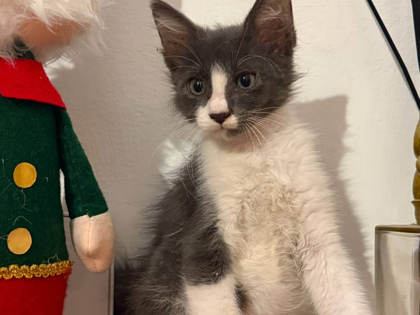 Adotta un gatto, taglia non valida, maschio, Bari
