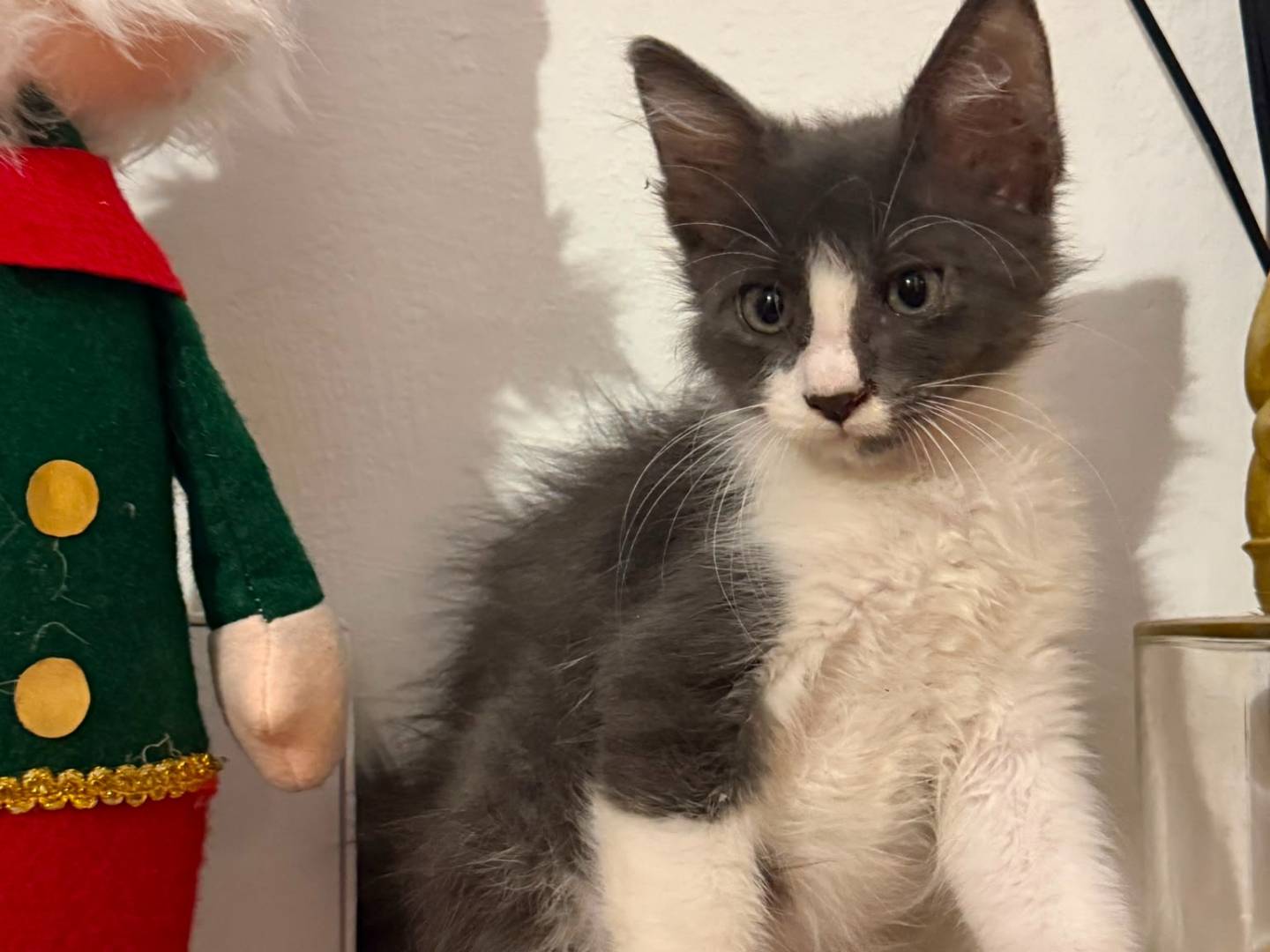 Vuoi adottare un gatto a Bari?