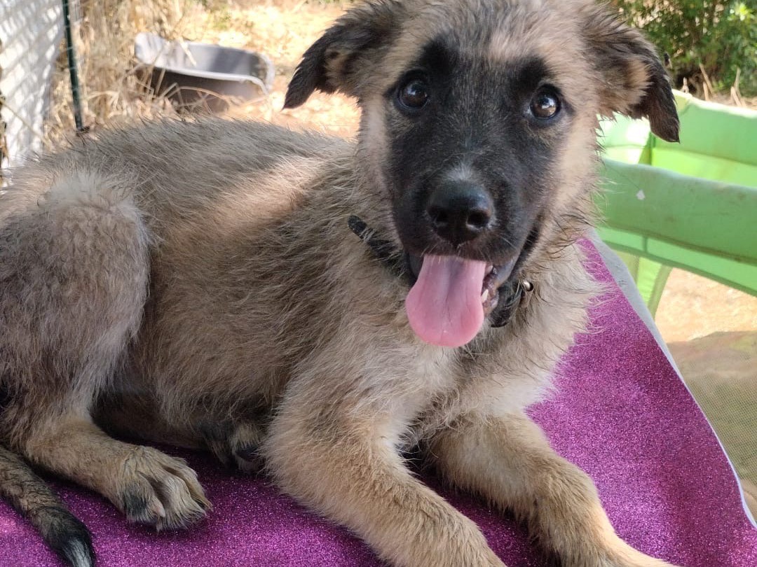 Adozione cane, femmina, Razza sconosciuta Razza sconosciuta, 3 mesi, taglia media, Vibo