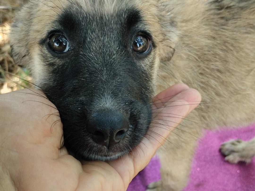 Adotta un cane, femmina, 3 mesi, Vibo