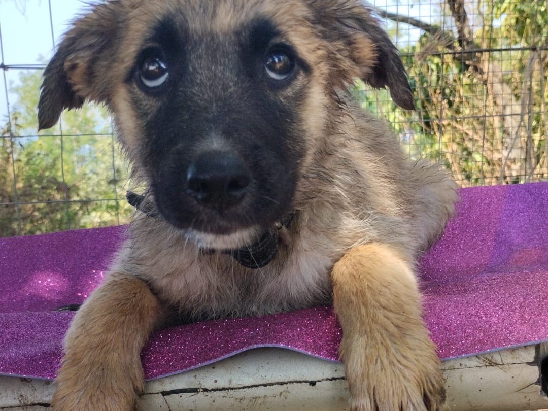 Adotta un cane, taglia media, femmina, Vibo