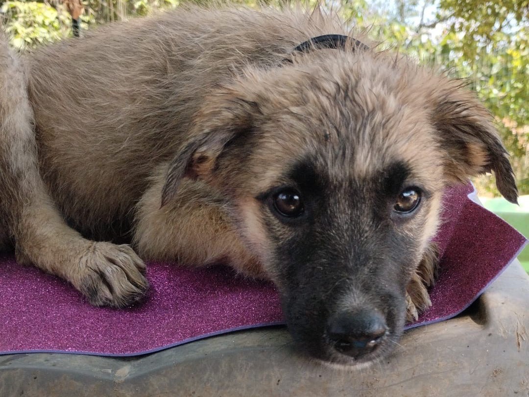 Vuoi adottare un cane a Vibo?