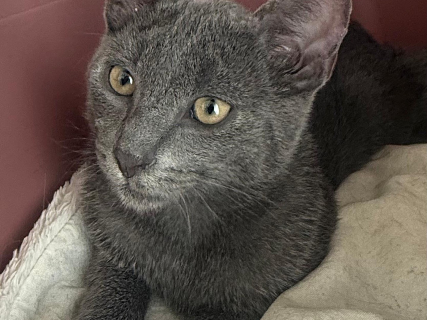 Adotta il gatto Arnold  a Teramo
