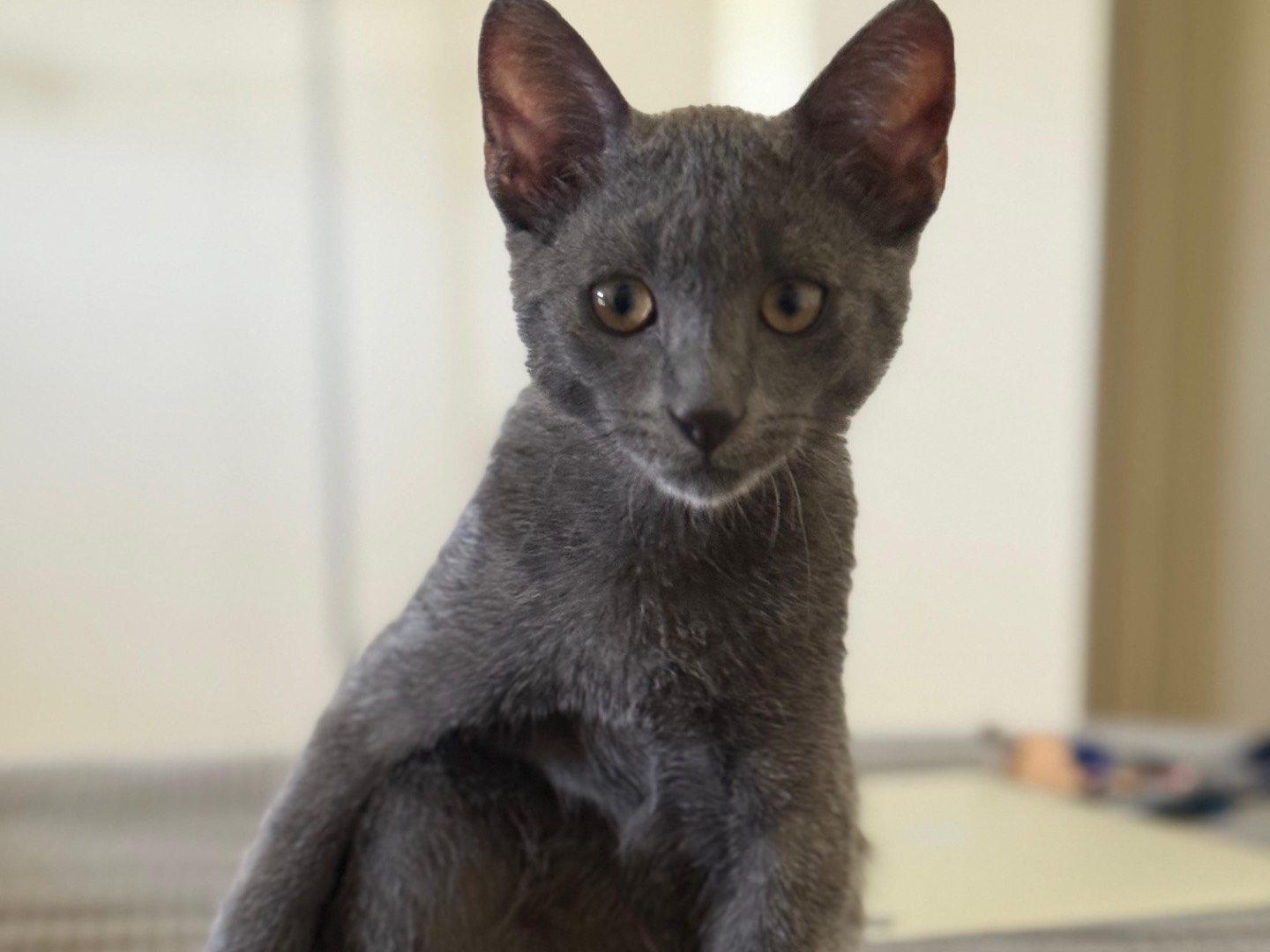 Adozione gatto, maschio, Certosino  Razza sconosciuta, 5 mesi, taglia non valida, Teramo