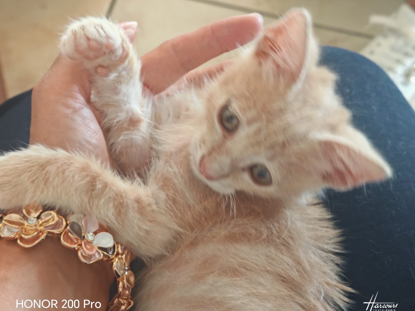 Adozione gatto, maschio, Razza sconosciuta Razza sconosciuta, 2 mesi, taglia non valida, Vibo