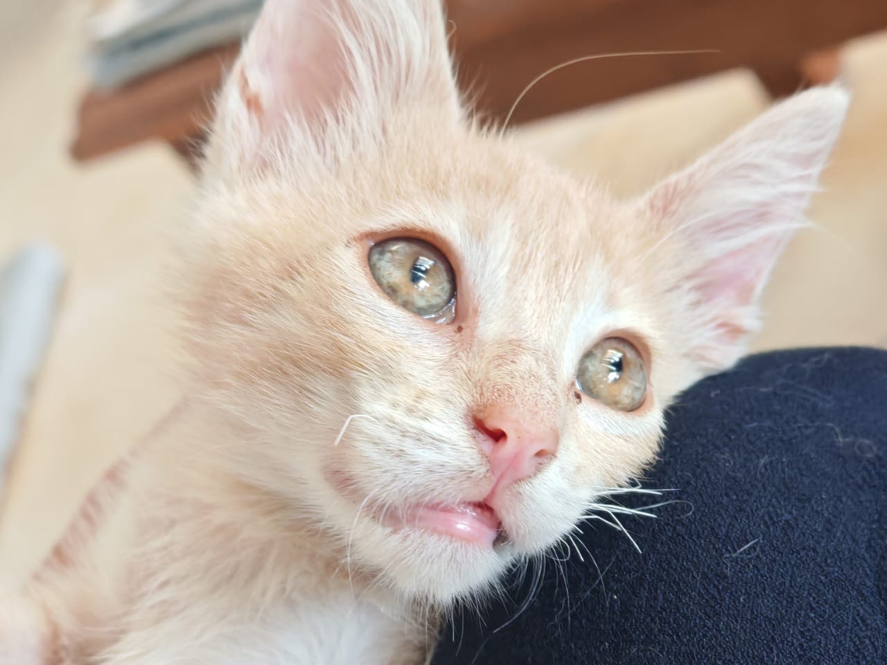 Adotta un gatto, maschio, 2 mesi, Vibo