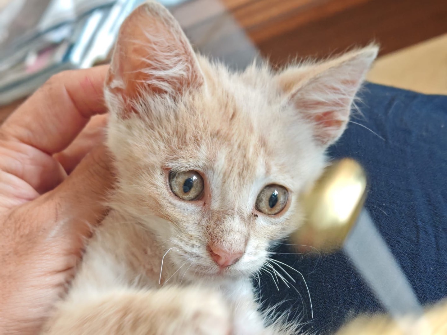 Adotta un gatto, taglia non valida, maschio, Vibo