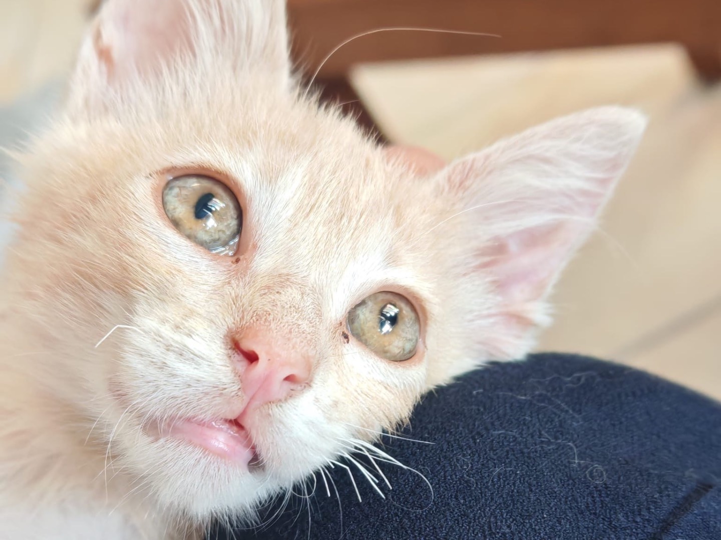 Vuoi adottare un gatto a Vibo?