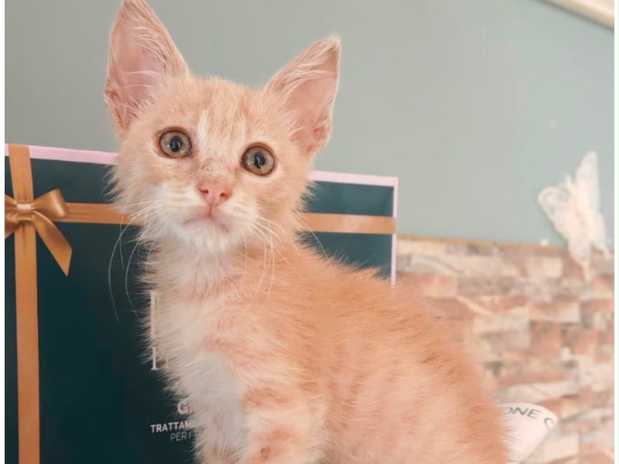Adotta il gatto Blondie a Vibo