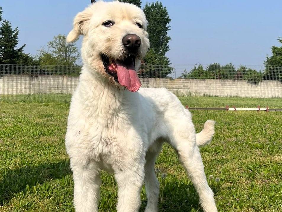 Vuoi adottare un cane a Milano?