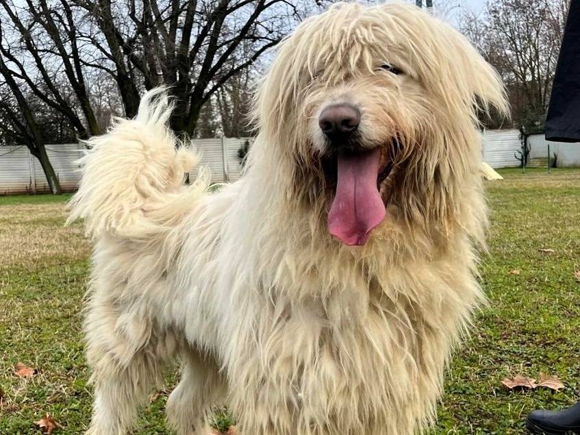 Adotta il cane BELLE a Milano