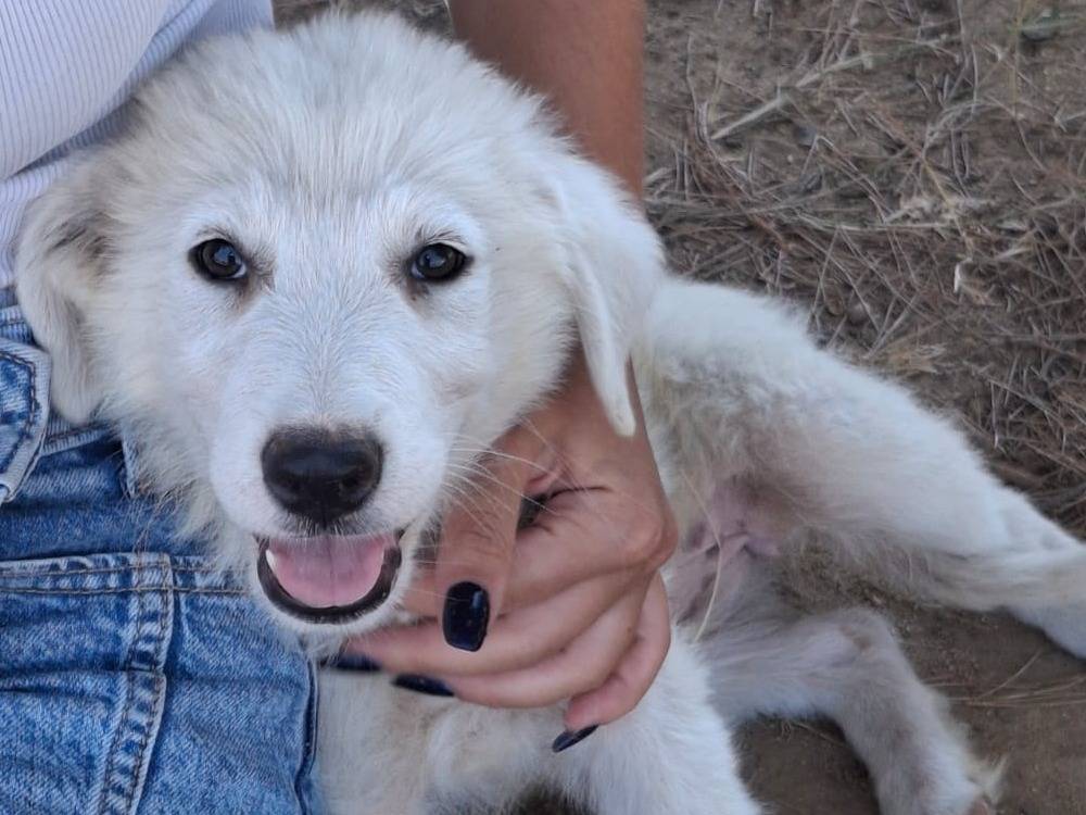 Foto 3 dell'animale