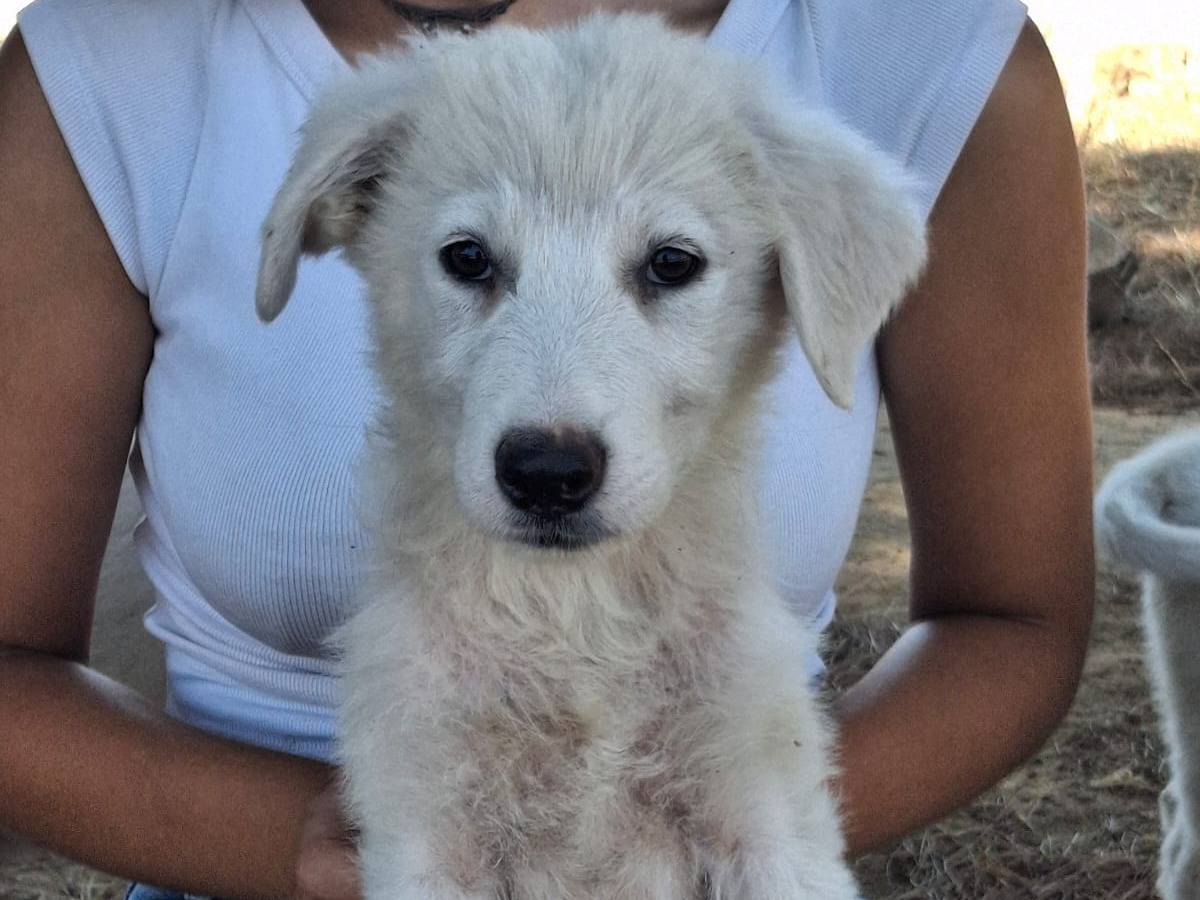 Vuoi adottare un cane a Crotone?