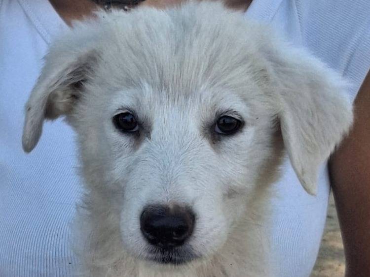 Adotta il cane Scamorza a Crotone