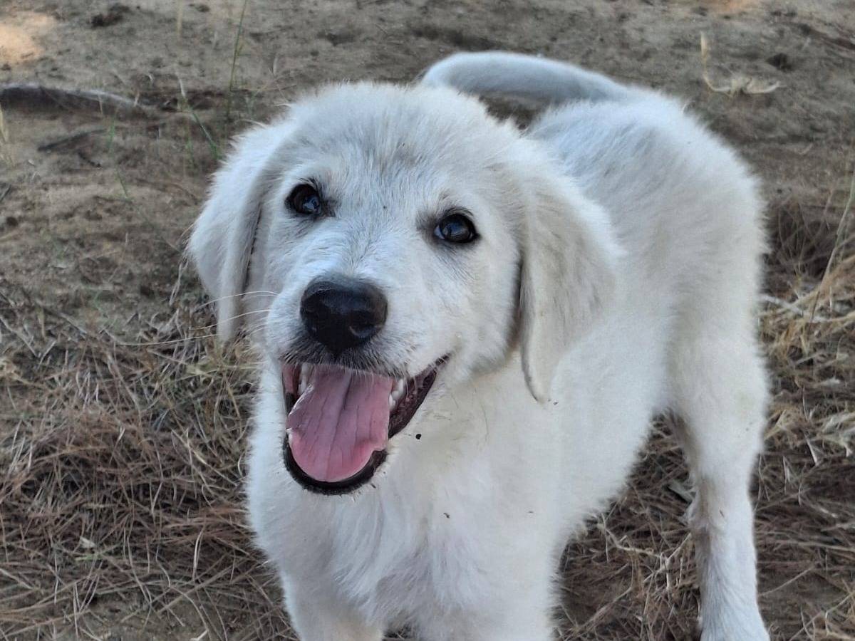 Vuoi adottare un cane a Crotone?