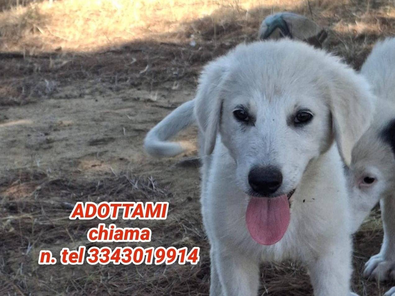 Adotta il cane Provola a Crotone