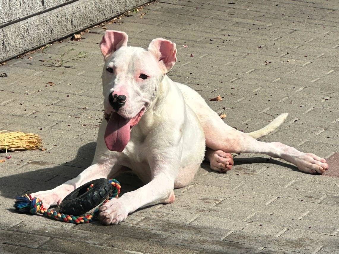 Adozione cane, maschio, Razza sconosciuta Razza sconosciuta, 1 anno e 1 mese, taglia grande, Milano
