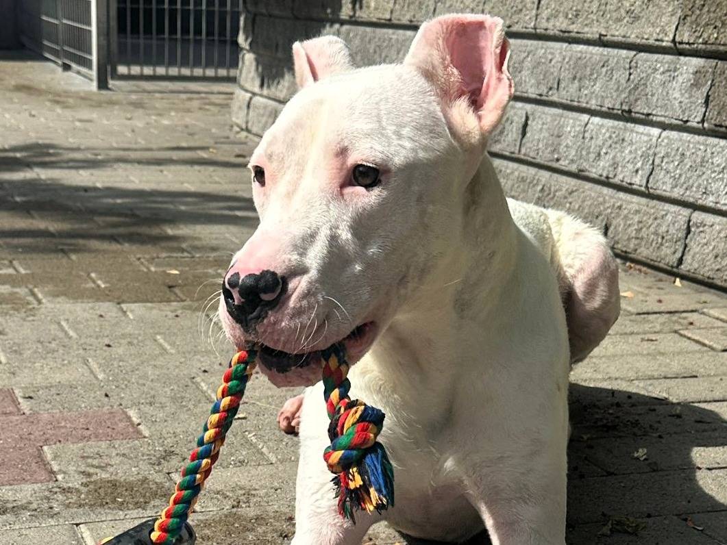 Adotta un cane, maschio, 1 anno e 1 mese, Milano