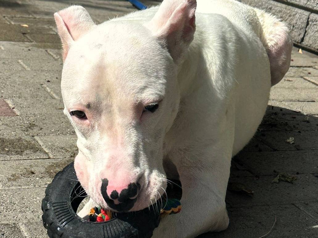 Adotta un cane, taglia grande, maschio, Milano