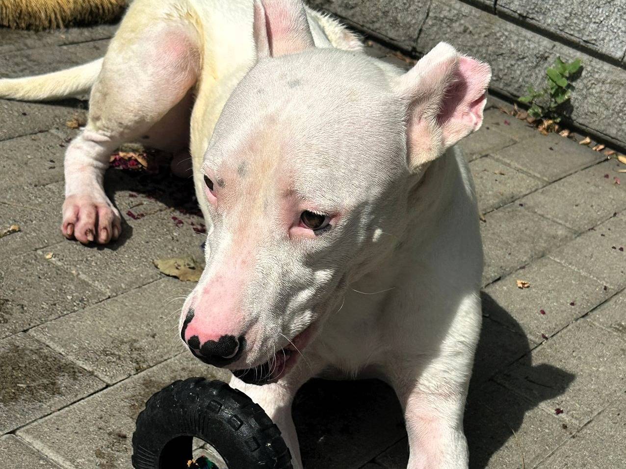 Vuoi adottare un cane a Milano?