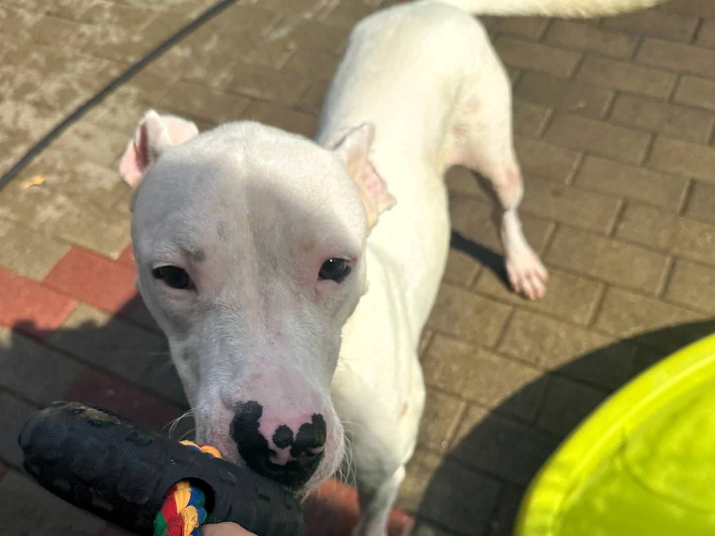 Adotta il cane albino a Milano