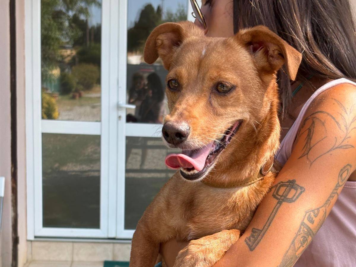Adotta un cane, femmina, 9 anni e 7 mesi, Pisa