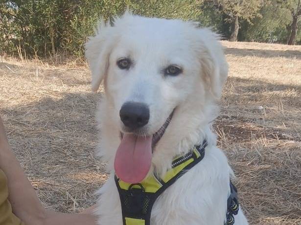 Adotta un cane, maschio, 3 mesi, Bari