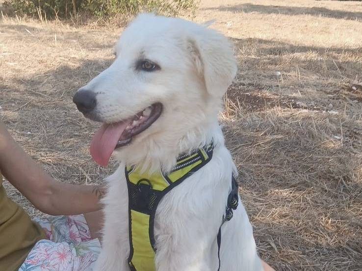 Adotta un cane, taglia gigante, maschio, Bari