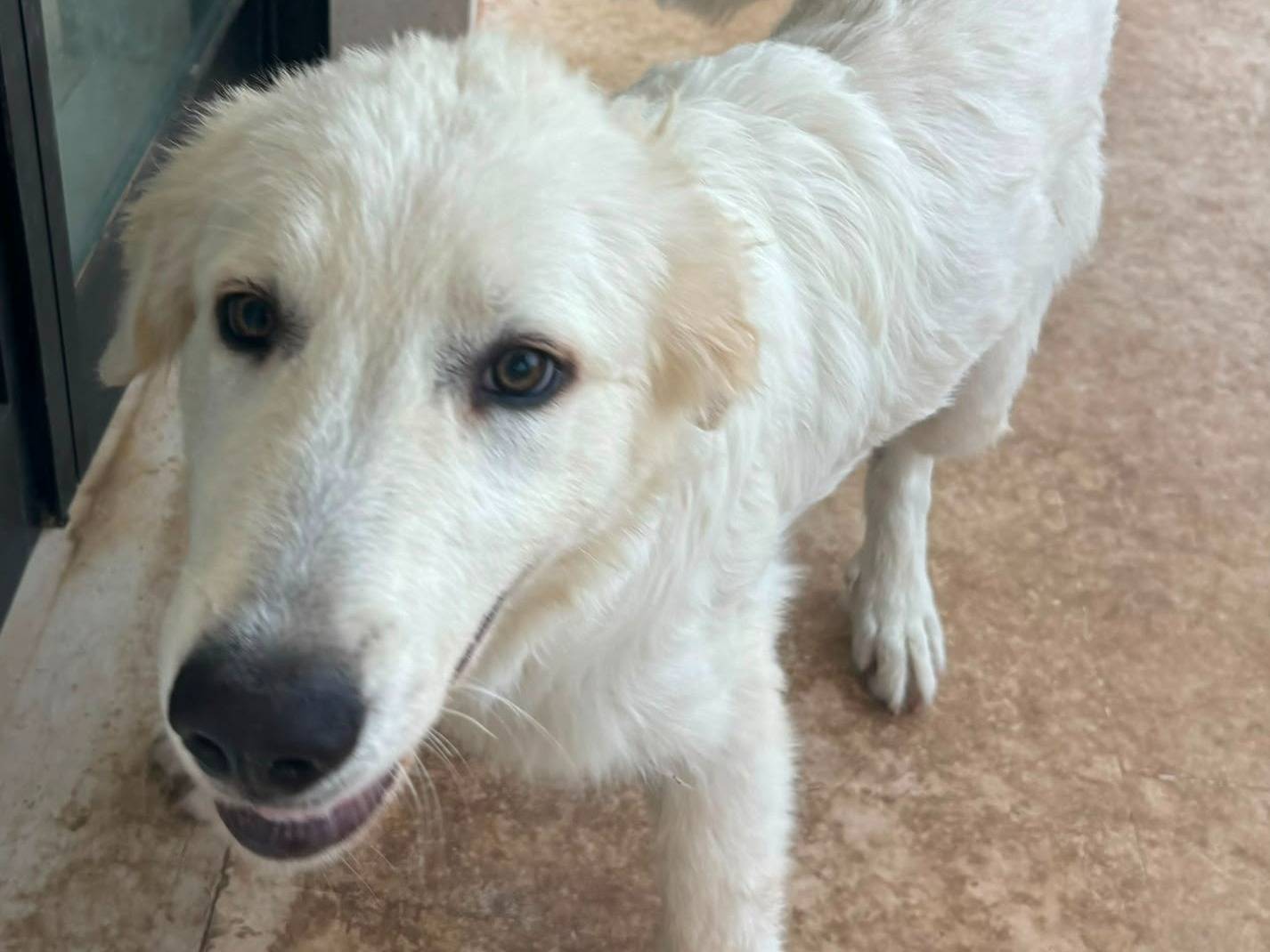 Vuoi adottare un cane a Bari?