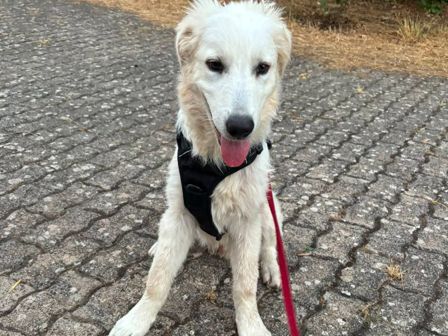 Adotta il cane Mojito  a Bari