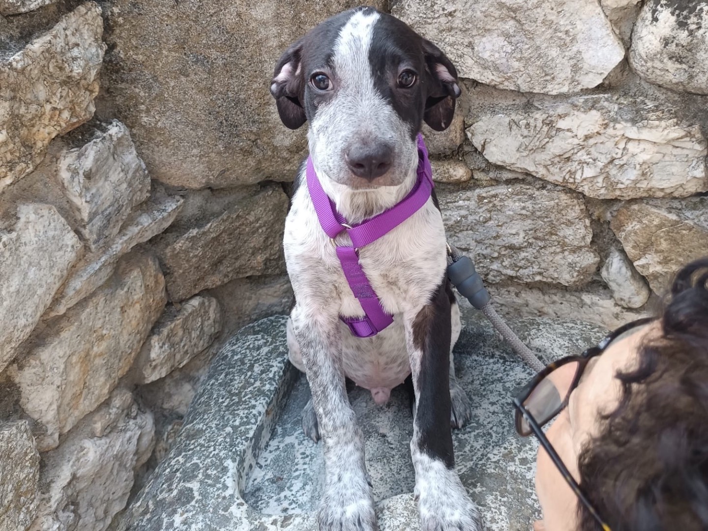 Adozione cane, maschio, Razza sconosciuta Razza sconosciuta, 4 mesi, taglia media, Vibo