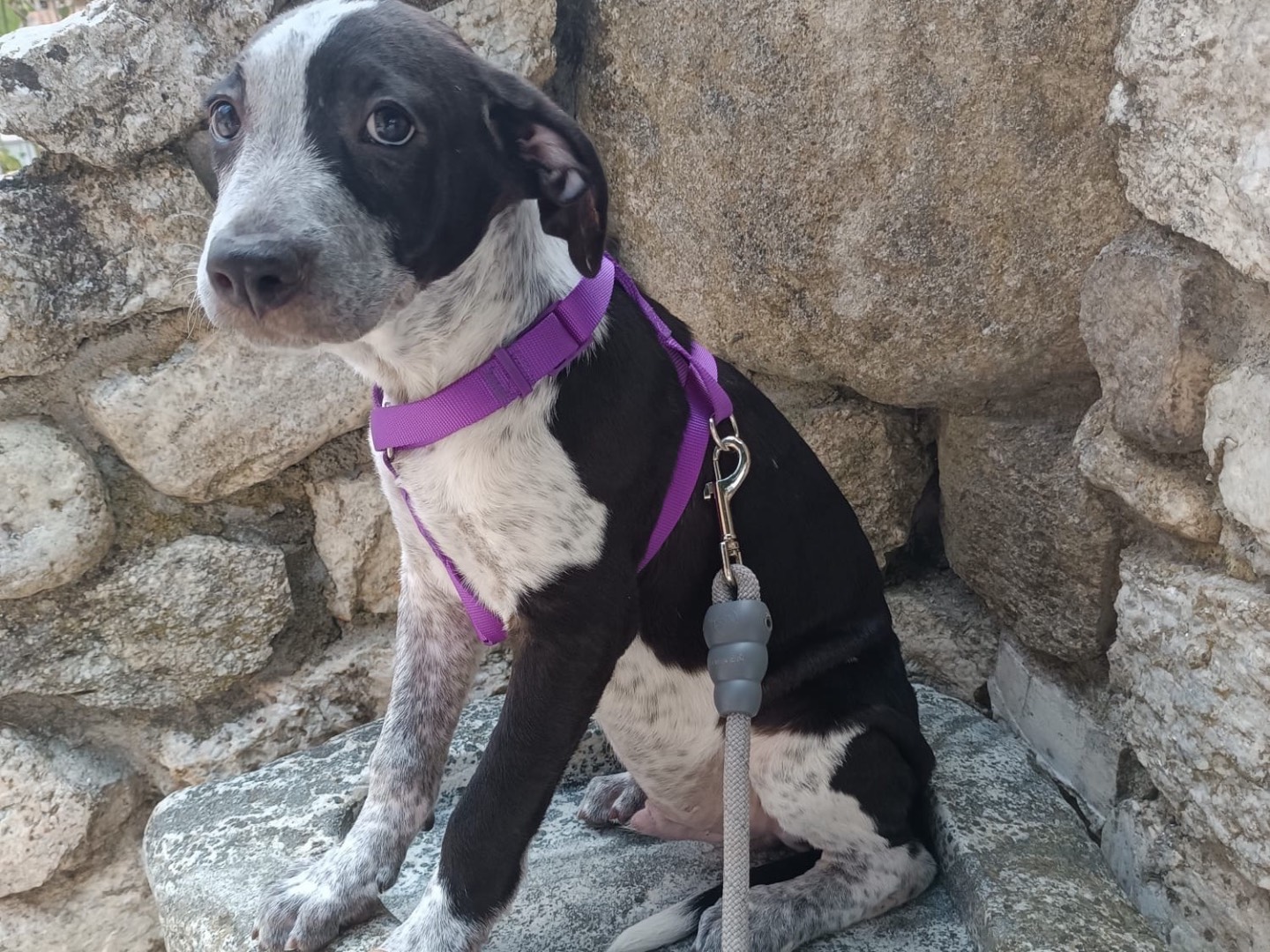 Adotta un cane, maschio, 4 mesi, Vibo