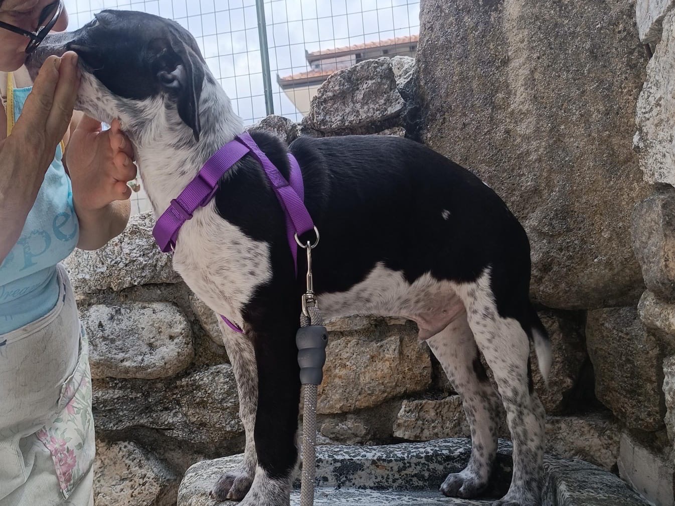 Adotta un cane, taglia media, maschio, Vibo