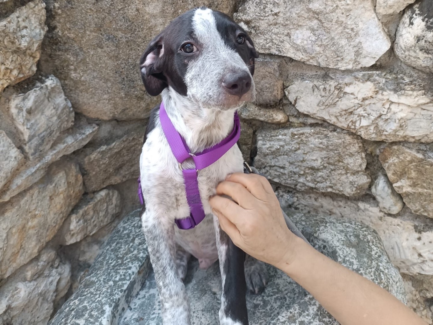 Vuoi adottare un cane a Vibo?