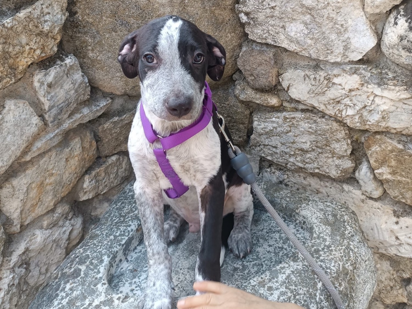 Adotta il cane Remì a Vibo