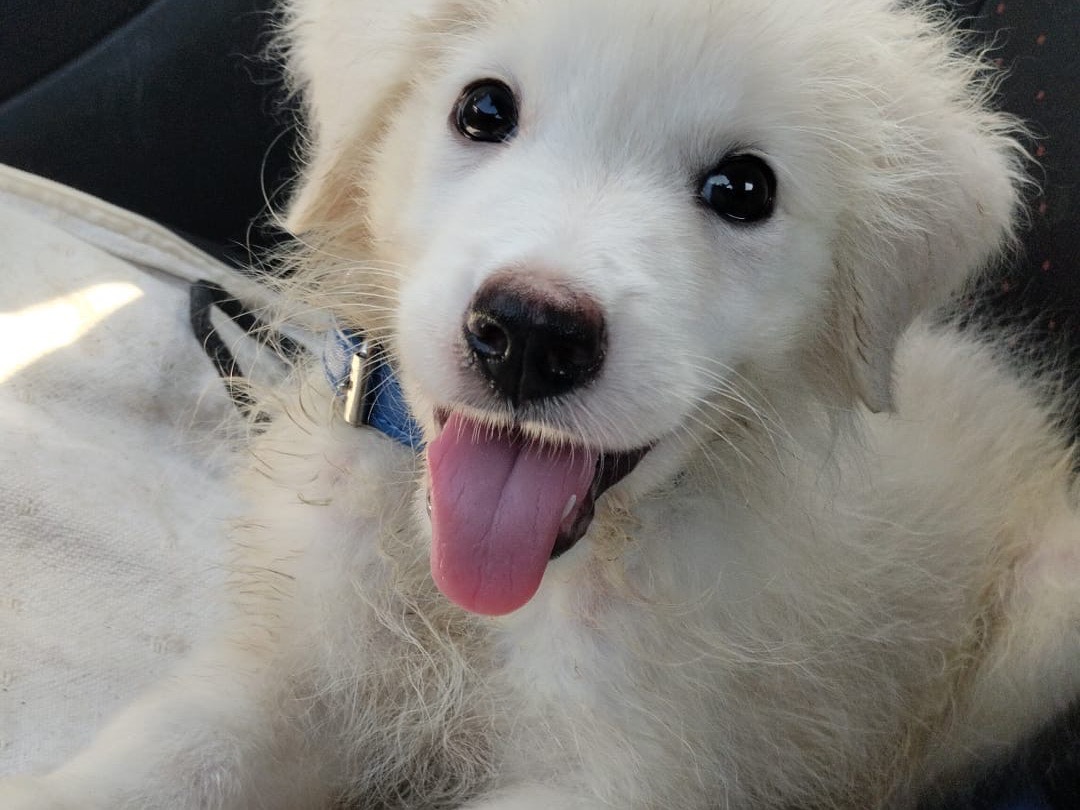 Adozione cane, maschio, Razza sconosciuta Razza sconosciuta, 3 mesi, taglia media, Vibo