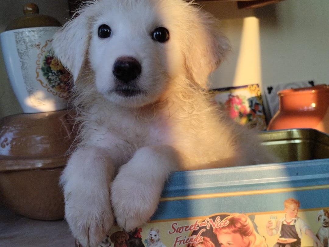 Adotta un cane, maschio, 3 mesi, Vibo