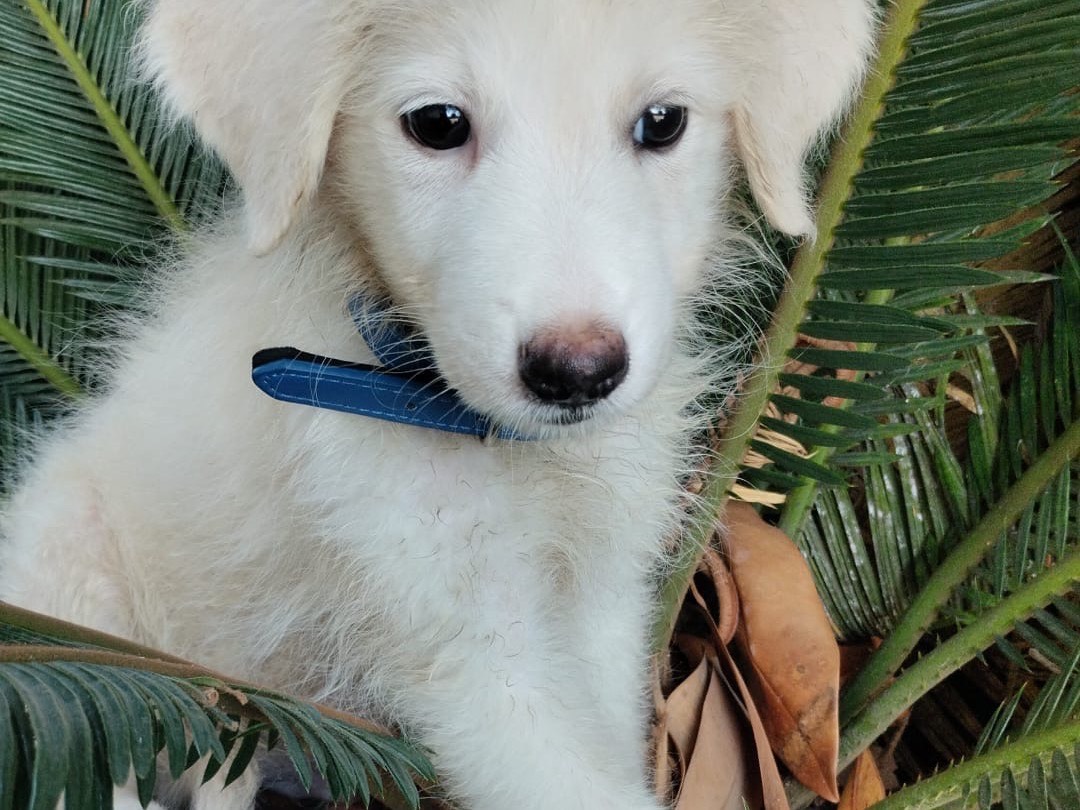 Adotta un cane, taglia media, maschio, Vibo